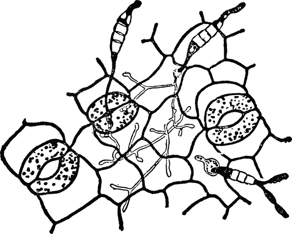 black and white picture of algae microorganisms