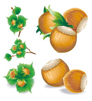 Hazelnut Clip Art