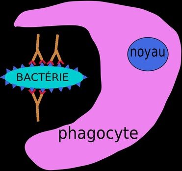 Immune System Clip Art