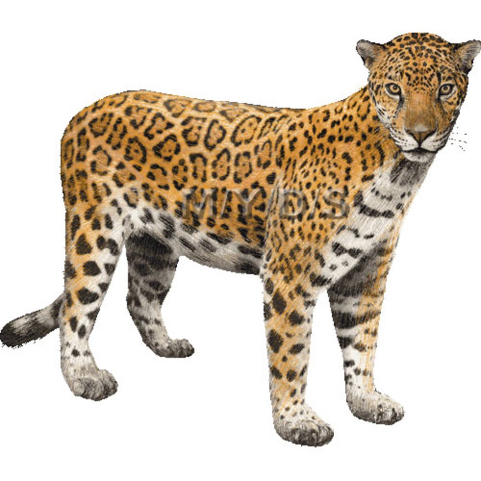 Jaguar Clip Art N10