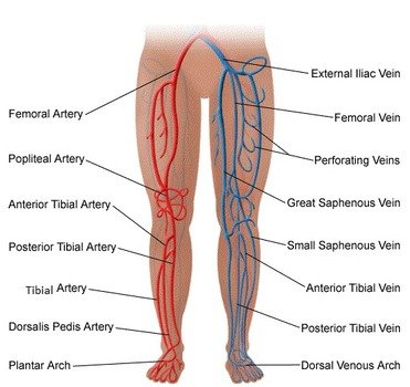 Veins In Lower Leg