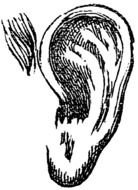 Ear Clip Art N19