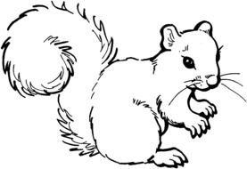 Drawing of the squirrel