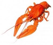 Crawfish Clip Art N19