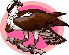 Osprey Bird