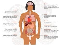 Female Human Body Organs Diagram