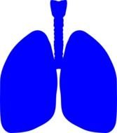 Lungs Clip Art N16
