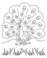 Printable Peacock Coloring Pages drawing