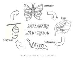 Butterfly Life Cycle Printable