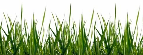 photo of juicy green grass on a white background