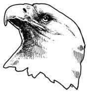 Eagle Clip Art drawing