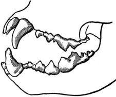 Animal Teeth