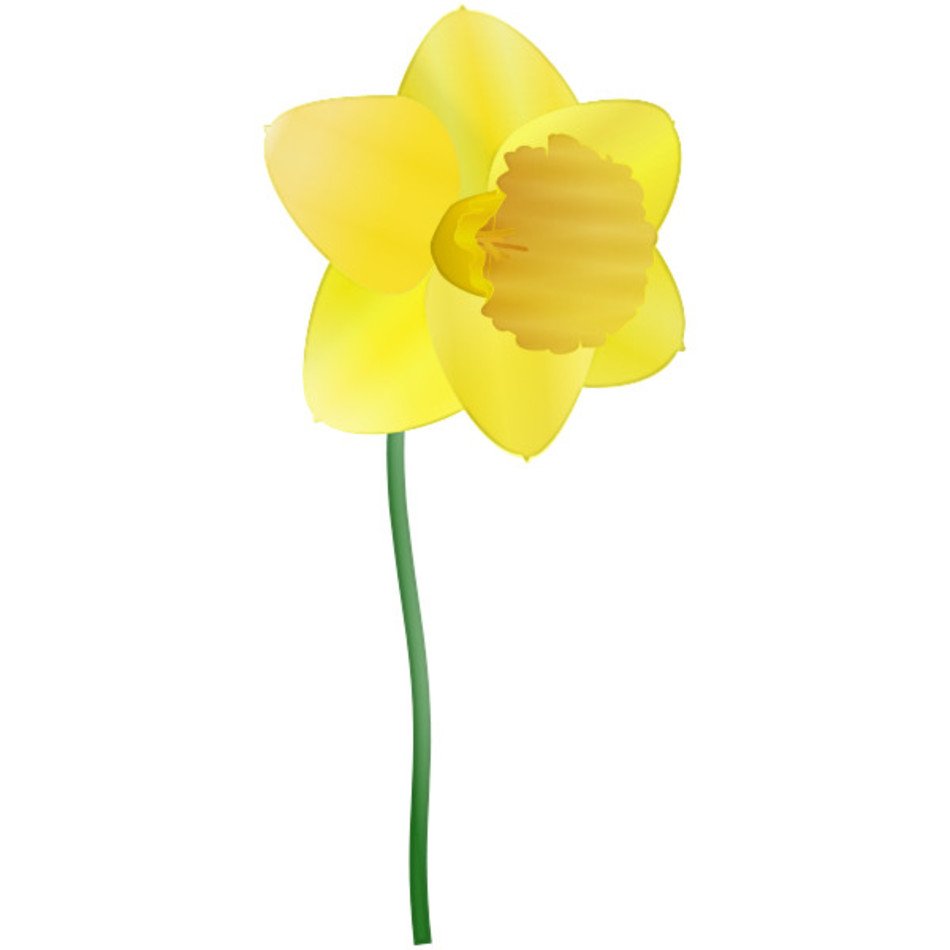 Free Clip Art Daffodils Flower N3