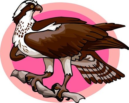 Osprey Bird