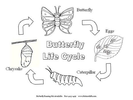 Butterfly Life Cycle Printable