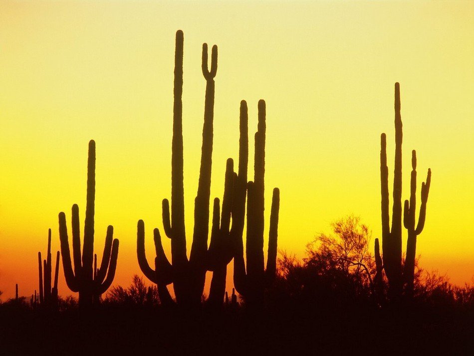 Silhouettes of cacti at sunset as a graphic image.