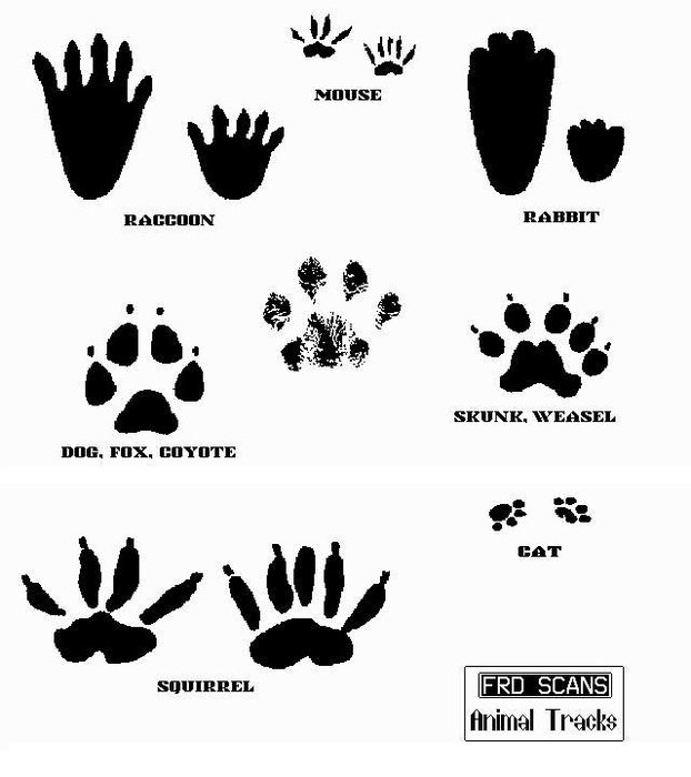 Animal Tracks Clip Art