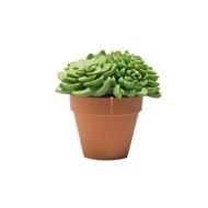 Green plant in the brown pot clipart