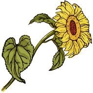 Vintage Sunflower Clip Art Free