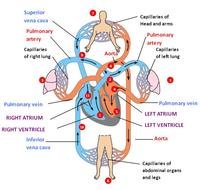 Blood Flow Through Heart N4