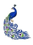 Beautiful peacock with the beautiful colorful feathers clipart