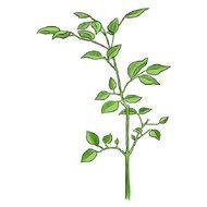 Tree Clip Art N75