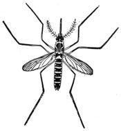 painted big black mosquito