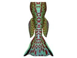 Mermaid Tail as a graphic illustration