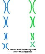 Y Chromosome Clip Art
