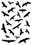 black birds on a white background