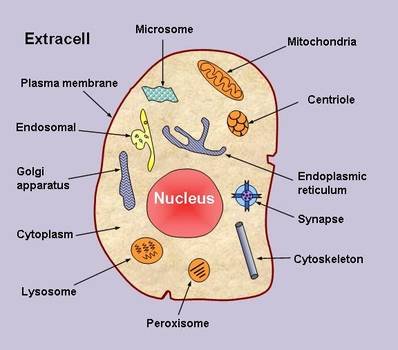Human Cell