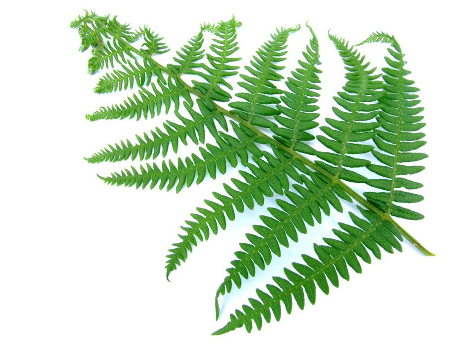 Fern as picture for clipart