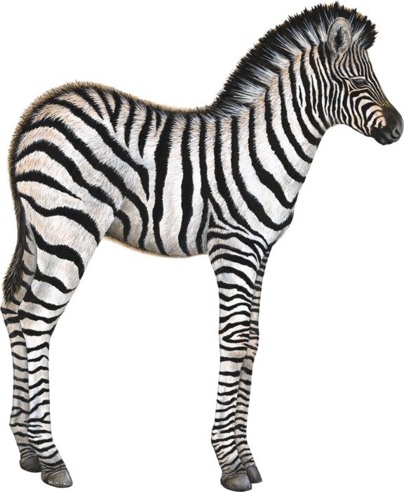 image of a zebra with long legs