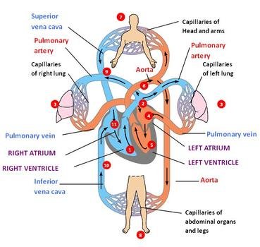 Blood Flow Through Heart N4