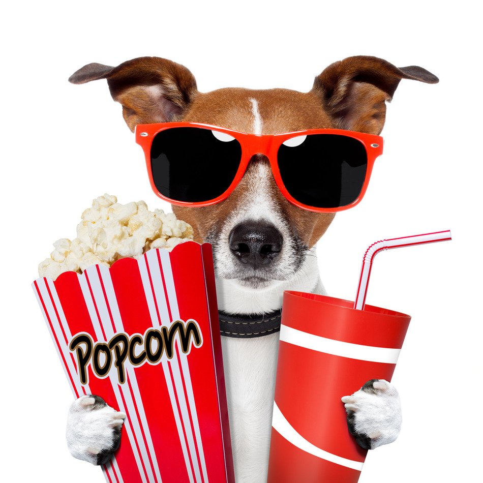 dog at the cinema