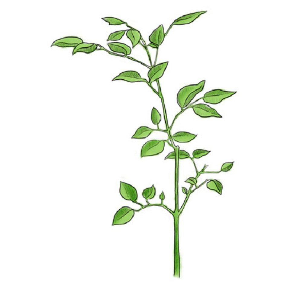 Tree Clip Art N75