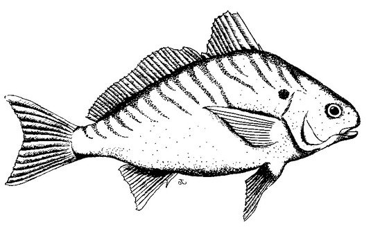 Fish Clip Art Black And White drawing