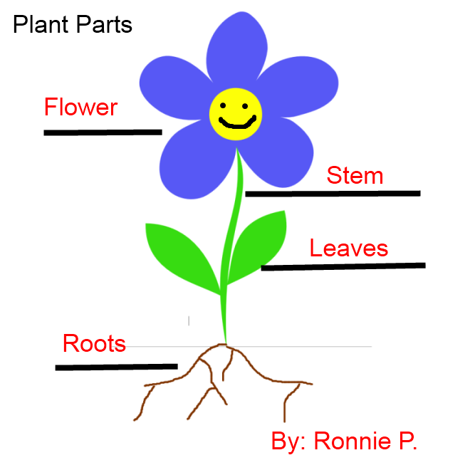 Flower Label Parts Plant free image download
