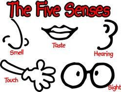 Five Senses drawing