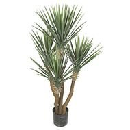 Indoor Yucca Plant