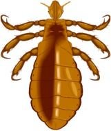 Head Louse