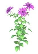 nice pink garden flower drawing