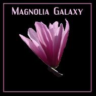 Producing A Stunning Purple Pink To Red Tulip Shaped Flower 15 25cm