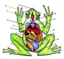Labeled Frog Anatomy Diagram N2