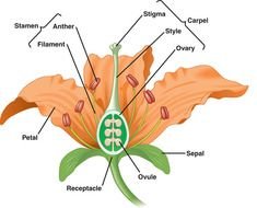 Flower Anatomy Diagram