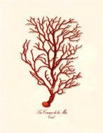 coral reef on a white background