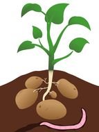 potato plant drawing