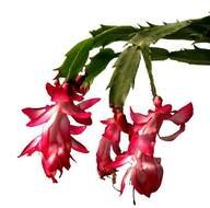 Pink Cactus Flower Tattoo