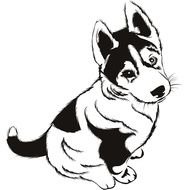 Drawing of Husky Puppy