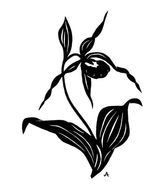 Lady Slipper Silhouette
